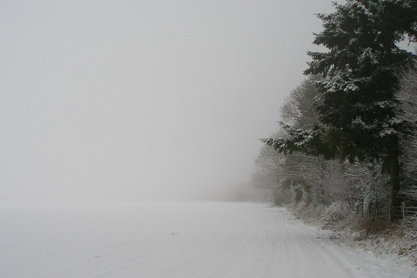 Green forest peeks out from behind a snowstorm