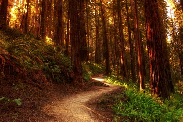 Sentier forestier. Chemin forestier