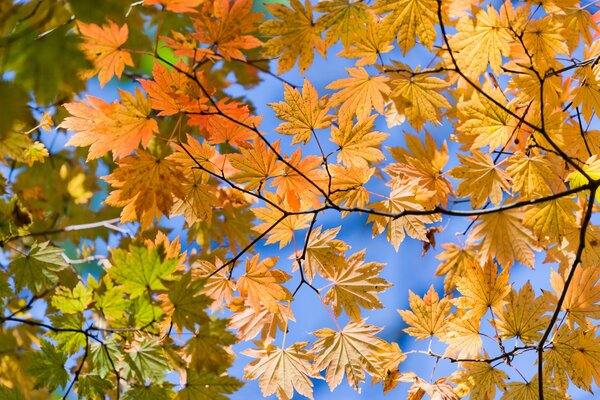 Herbstlaub Ansicht von unten