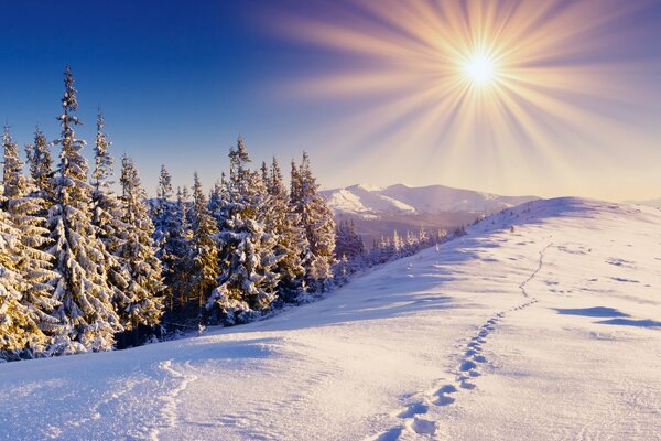 The bright sun shines in winter