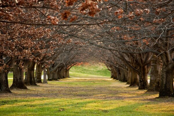 Sunny day trees in a row park alley