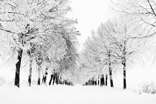 Winter Natur in Schwarz-Weiß-Farben