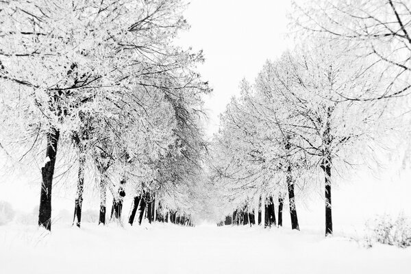 Winter nature in black and white