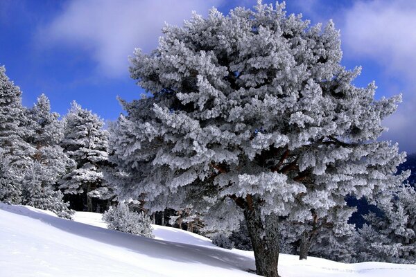 A large tree covered with snow