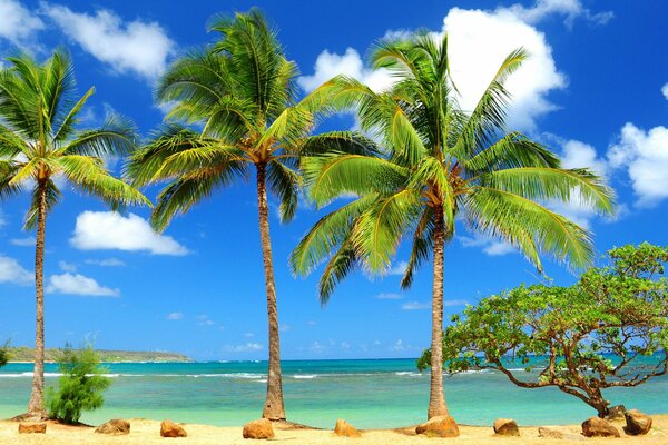 Crooked tree, palm trees and rocks on the sea