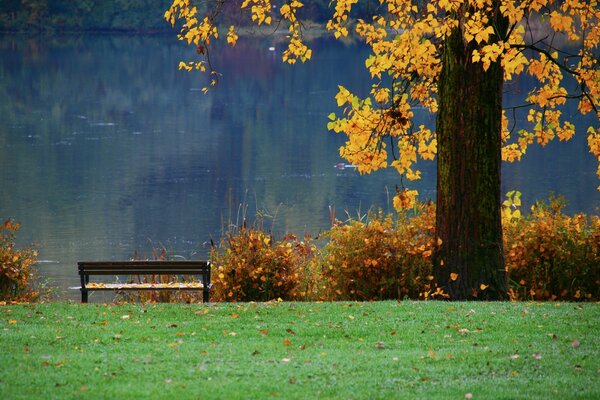 Sulla riva del fiume, le foglie giacciono su una panchina