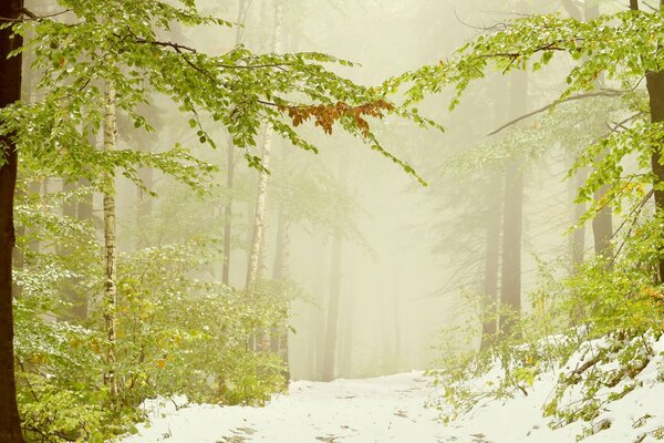 Fog in a winter forest with green leaves