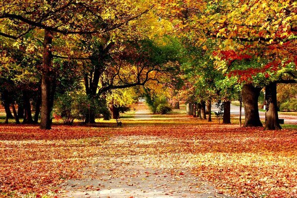 Gasse im Herbst mit gefallenen Blättern