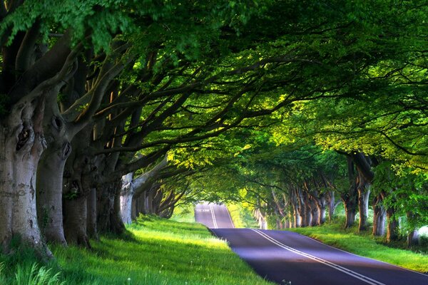 The road between dense trees