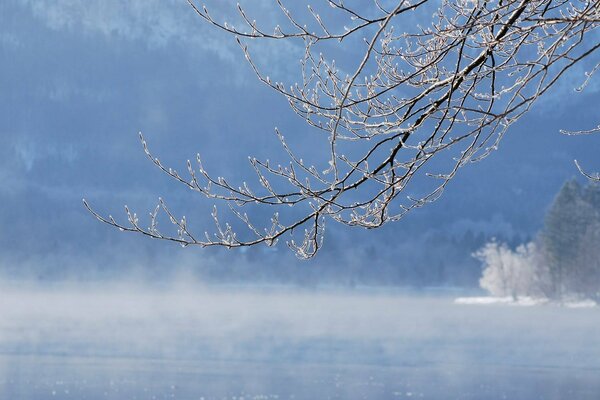 Ast im Winter im Schnee am See