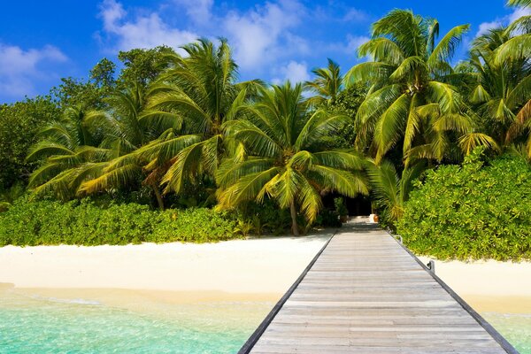 Palm trees and a bridge on the sandy beach of the ocean