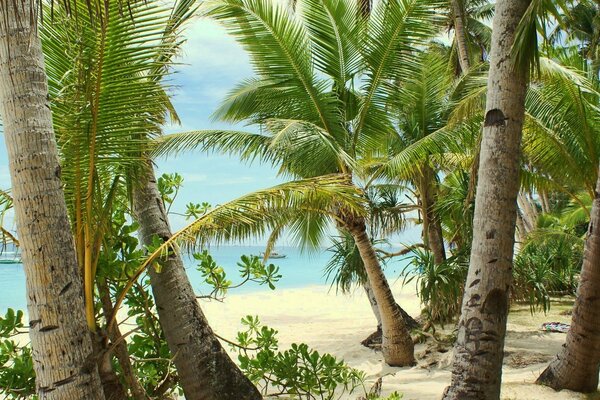 Palmeras en el fondo de la playa y el océano