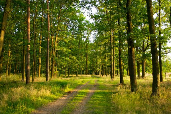 Zdjęcie szlaku w lesie wśród drzew