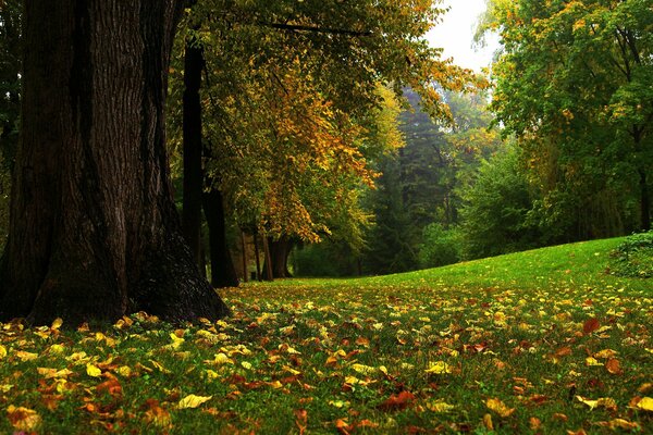 Der Beginn des Herbstes in einem schönen Wald