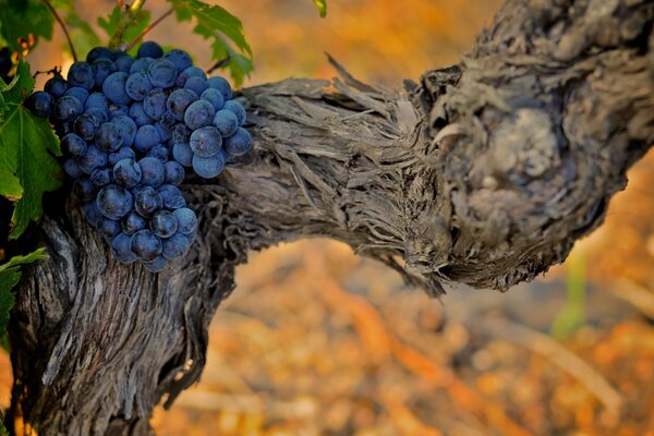 A vine of blue and juicy Grapes