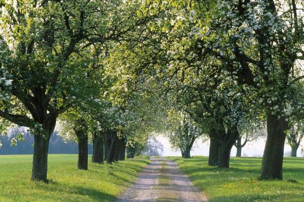 Vicolo degli alberi in fiore in primavera