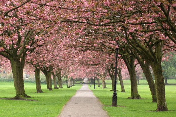 Il Giappone, albero di Sakura, fiorisce