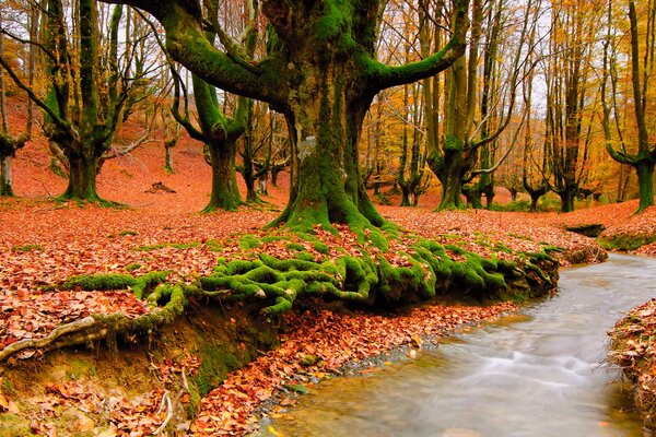 Im Herbstwald ein kleiner Fluss