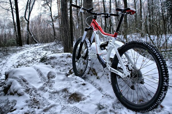 Bicicletta nella foresta in inverno in rosso