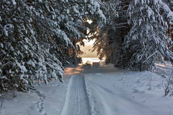 Der Weg des verschneiten Winters, Bäume im Schnee