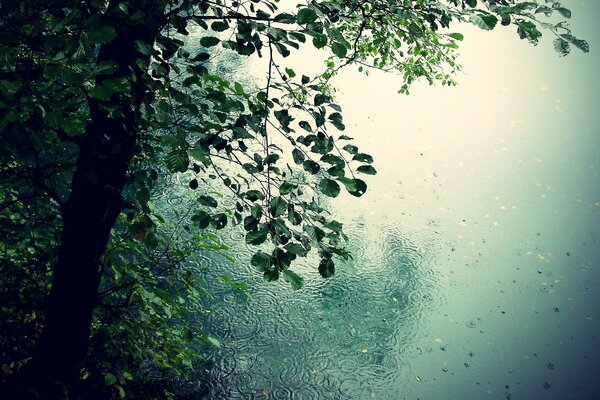 Rain drips on trees and lake