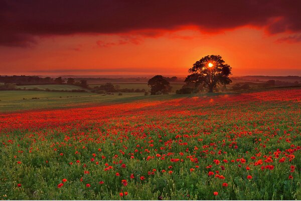 El sol se despide antes del atardecer con un campo de amapola escarlata