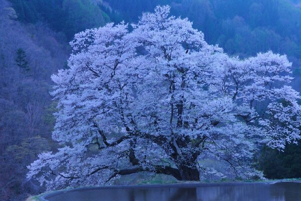 Árbol de Sakura en Japón