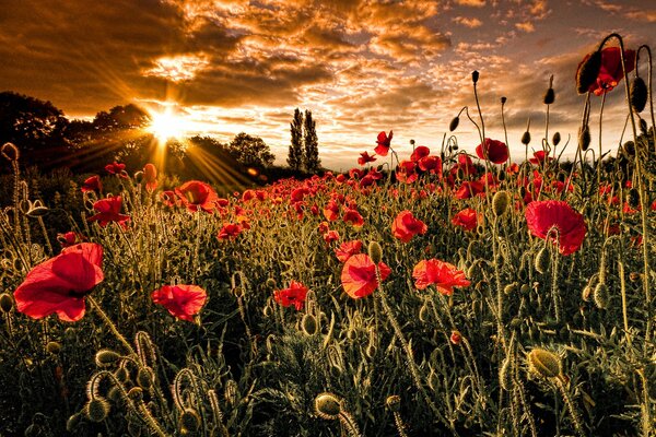 Wilde Mohnblumen erröten in den hellen Strahlen des Sonnenuntergangs