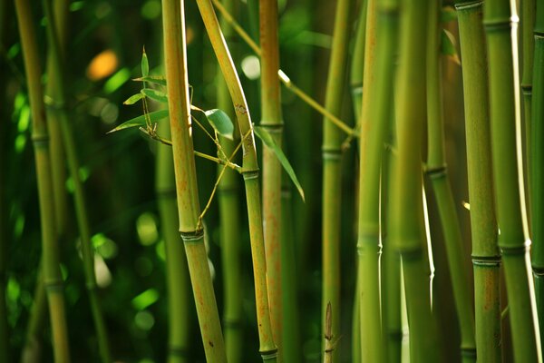 Tallos de bambú verde