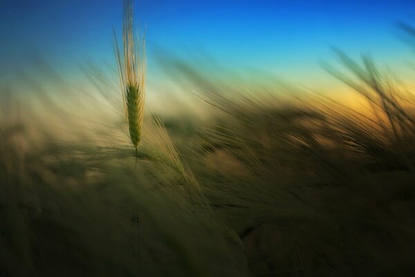 A lonely spikelet in a strong wind