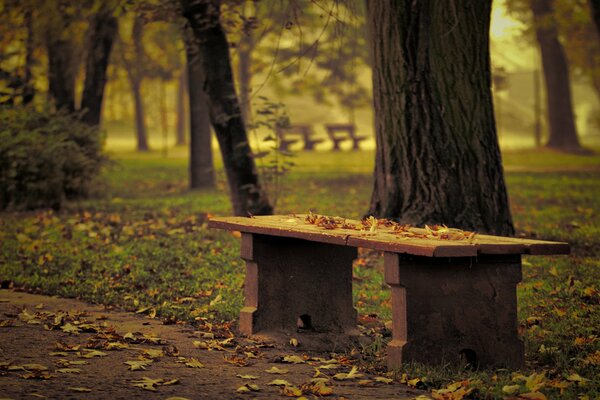 A bench with fallen leaves in an autumn park