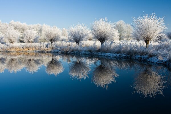 Arbres et arbustes dans la neige au bord du lac