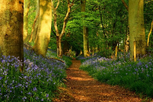 Waldweg. Ein wunderbarer Ort im Wald