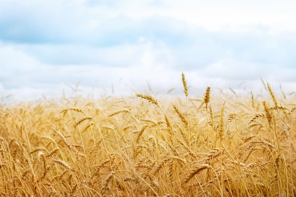 Пшеничное поле. Спелвые колоски