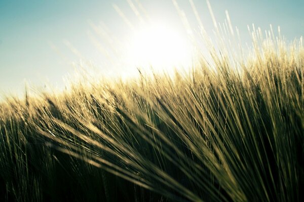 Пшеничное поле залитое солнцем