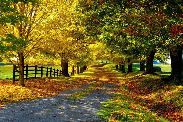 Herbstliche lange Straße mit herabfallendem Laub