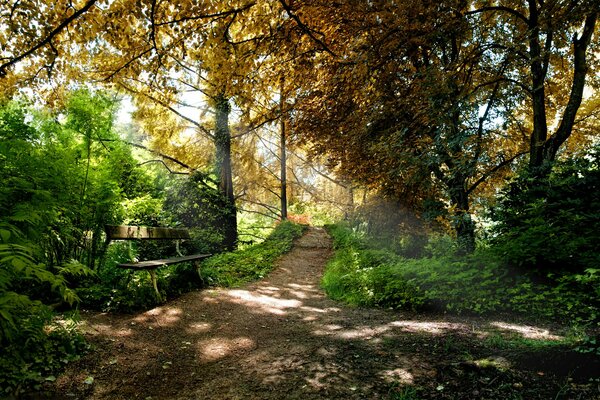 Panchina del parco in autunno