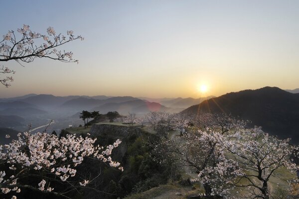 Albaricoque floreciente en los rayos del atardecer en la montaña rovnina