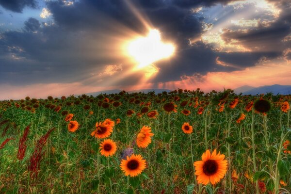 Champ avec des fleurs sur fond de coucher de soleil