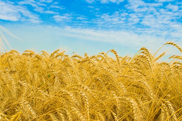 In nature, a wheat field in a macro shot of wheat ears