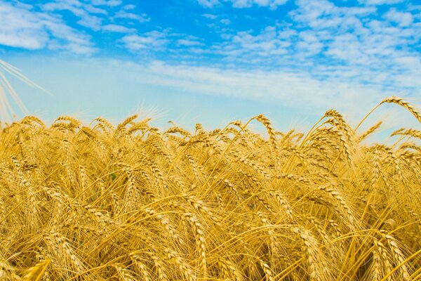 Sul campo di grano della natura nella ripresa macro di spighe di grano