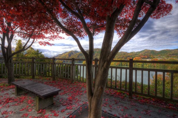 Naturaleza otoño y montañas y árboles