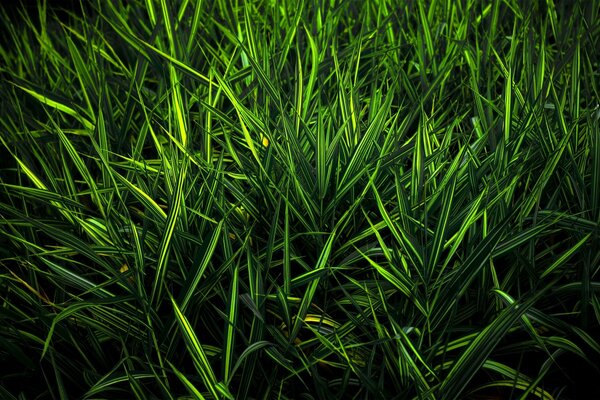 Thickets of marsh grasses in bright light