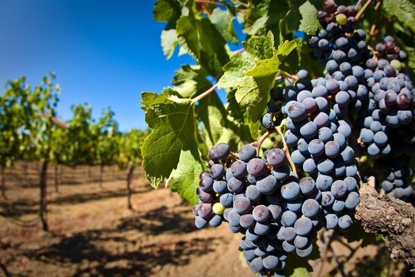 Grappe de raisin sur fond de jardin