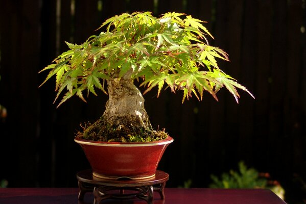 Bonsai japonés en una mesa oscura de madera