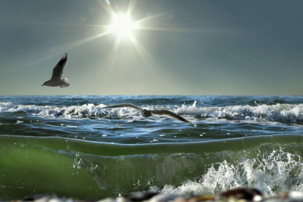 Seagulls fly over the sea in search of prey