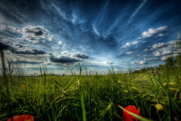 Champ de paysage avec des coquelicots