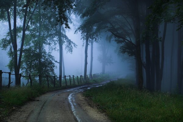 Unbekannte Straße im nebligen Wald