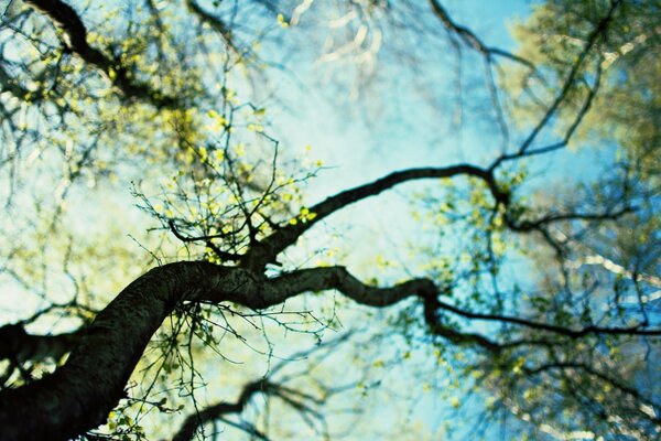 A branch of a flowering tree on a heavenly background