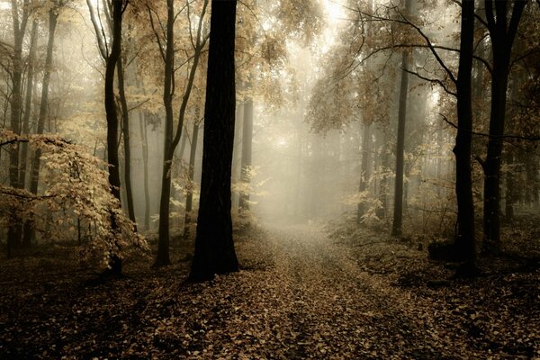 Route à travers la forêt, brouillard